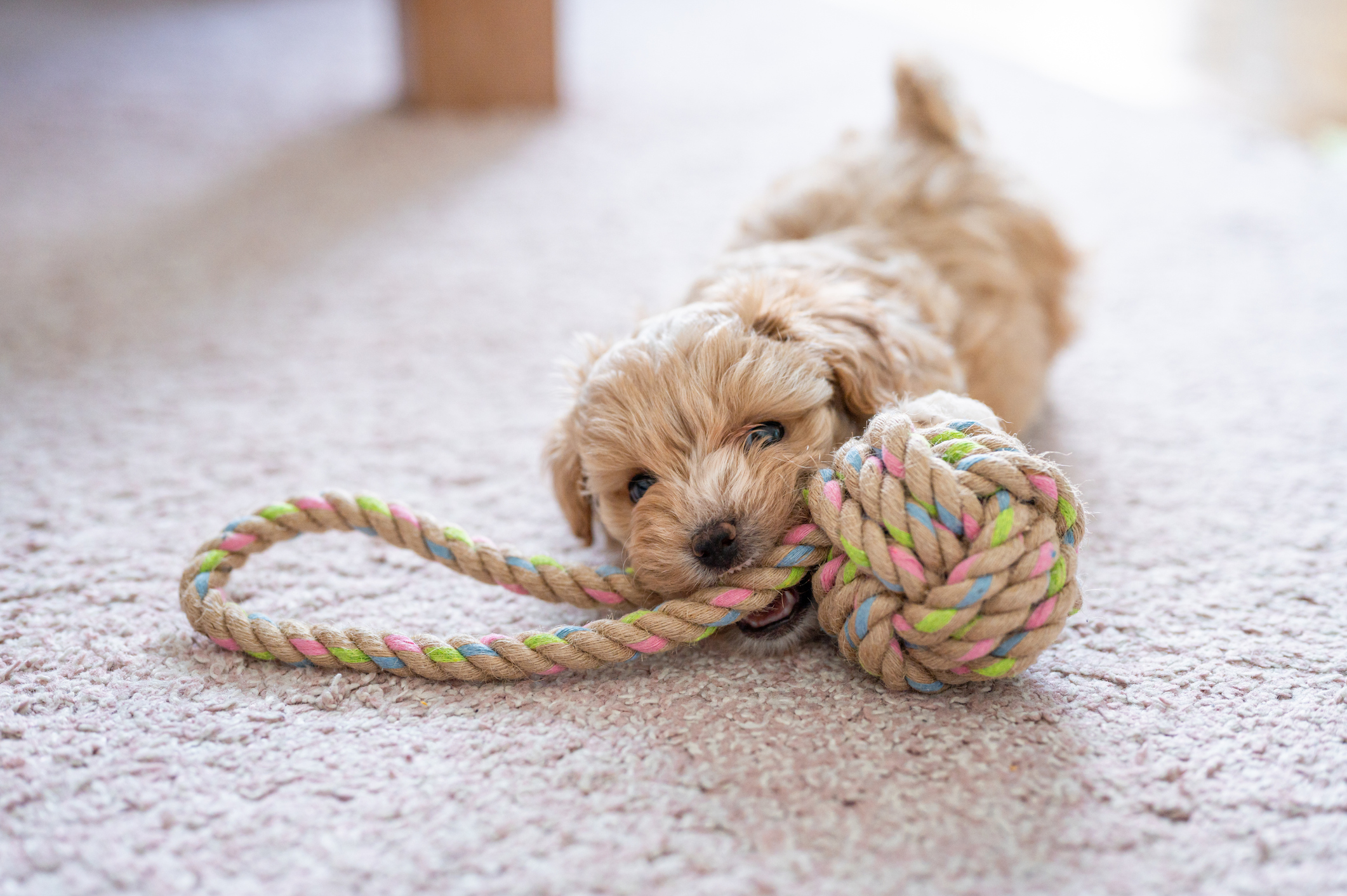 Cachorro de Poodle: 21 cosas que necesitas saber sobre este perrito ...
